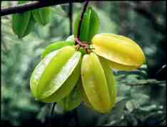কামরাঙ্গার উপকারীতা বা গুণাগুণ , অপকারীতা ও সাবধানতা ।

বাংলাদেশ গার্হস্থ্য অর্থনীতি কলেজের ‘খাদ্য ও পুষ্টিবিজ্ঞান’ বিভাগের প্রধান ফারাহ মাসুদা বলেন, “কামরাঙ্গা মৌসুমি ফল হলেও কোনো কোনো গাছে সারাবছর বা একাধিকবারও ফলে। এর রয়েছে রোগ প্রতিরোধকারী ক্ষমতা।”
